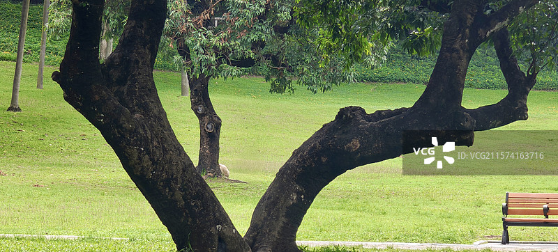 深圳中山公园树林图片素材