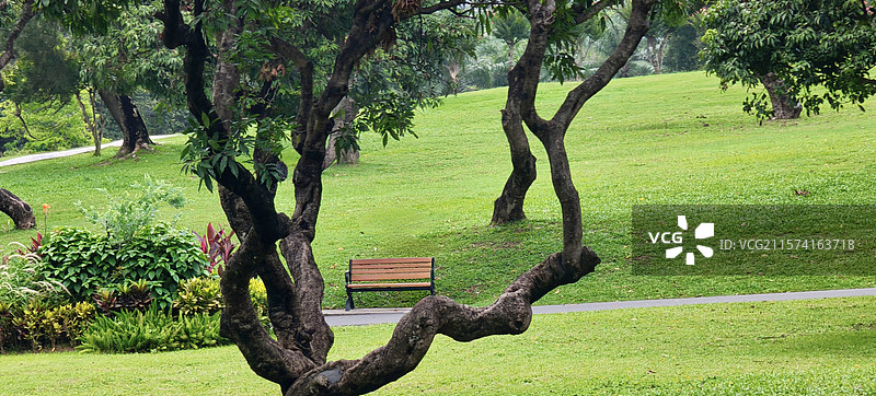 深圳中山公园树林图片素材