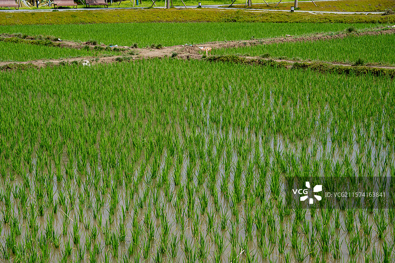 北京六郎庄公园初夏乡野稻田：绿树蓝天环绕的宁静田园景致图片素材