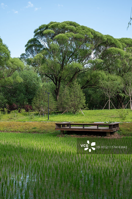 北京六郎庄公园初夏乡野稻田：绿树蓝天环绕的宁静田园景致图片素材