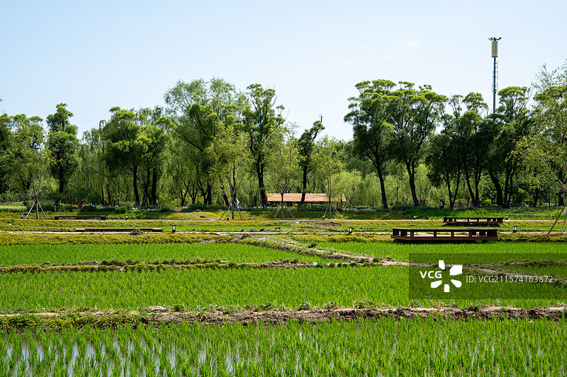 北京六郎庄公园初夏乡野稻田：绿树蓝天环绕的宁静田园景致图片素材