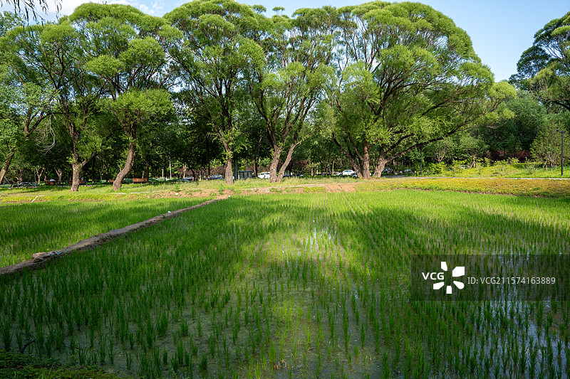北京六郎庄公园初夏乡野稻田：绿树蓝天环绕的宁静田园景致图片素材