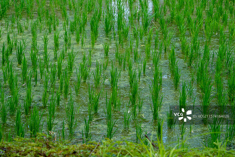初夏稻田秧苗特写：水畔嫩绿的田园生机图片素材