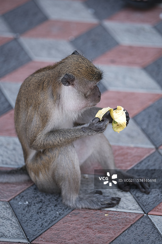 Batu Caves - 吉隆坡黑风洞的野生猴子特写图片素材
