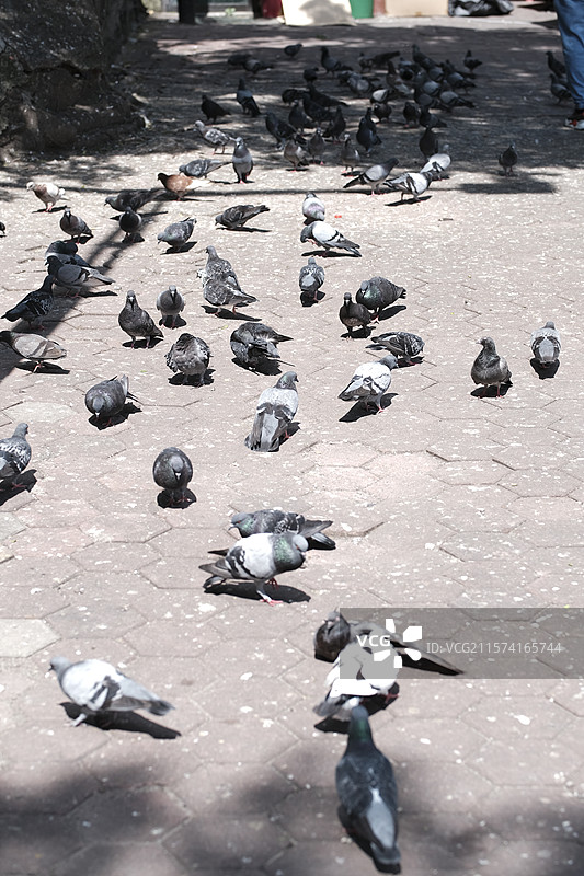Batu Caves - 马来西亚黑风洞图片素材