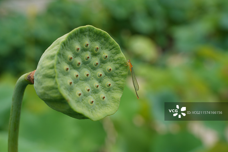 武汉东湖荷园：中国荷文化研究中心荷花图图片素材