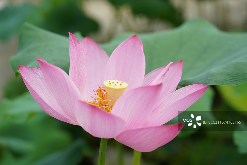 武汉东湖荷园：中国荷文化研究中心荷花图图片素材