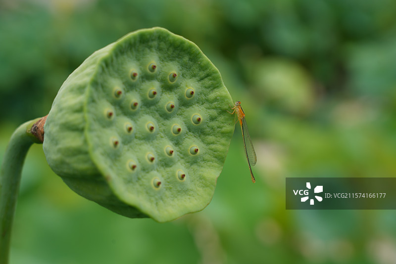 武汉东湖荷园：中国荷文化研究中心荷花图图片素材