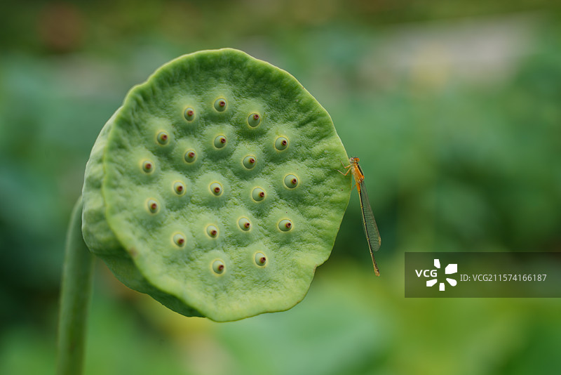 武汉东湖荷园：中国荷文化研究中心荷花图图片素材