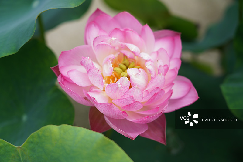 武汉东湖荷园：中国荷文化研究中心荷花图图片素材