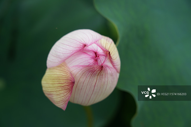 武汉东湖荷园：中国荷文化研究中心荷花图图片素材