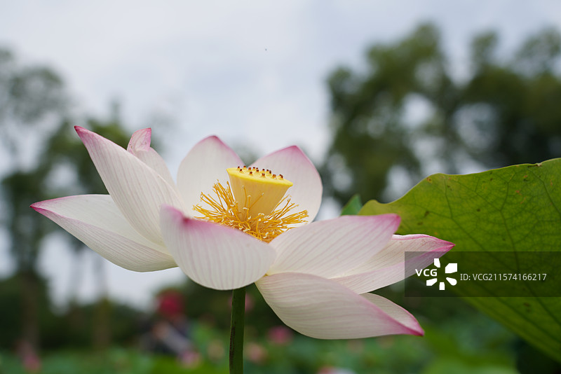 武汉东湖荷园：中国荷文化研究中心荷花图图片素材