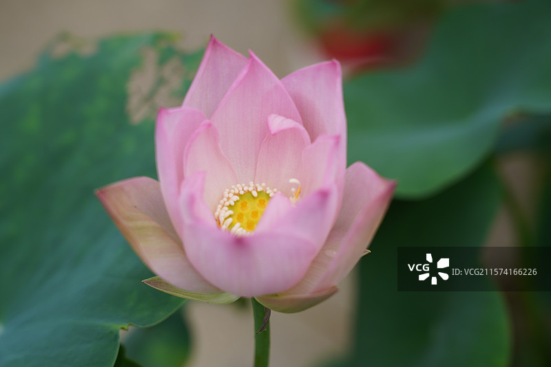 武汉东湖荷园：中国荷文化研究中心荷花图图片素材