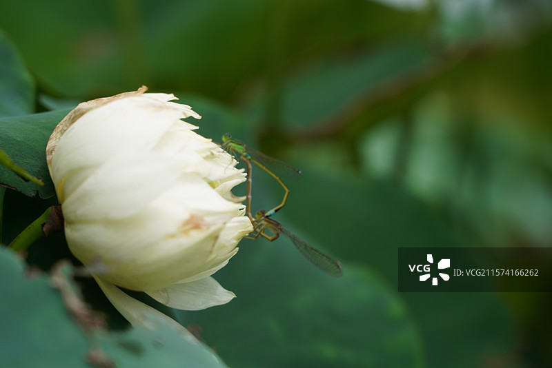 武汉东湖荷园：中国荷文化研究中心荷花图图片素材