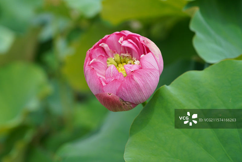 武汉东湖荷园：中国荷文化研究中心荷花图图片素材