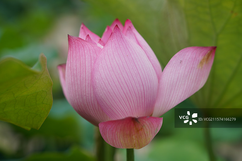 武汉东湖荷园：中国荷文化研究中心荷花图图片素材