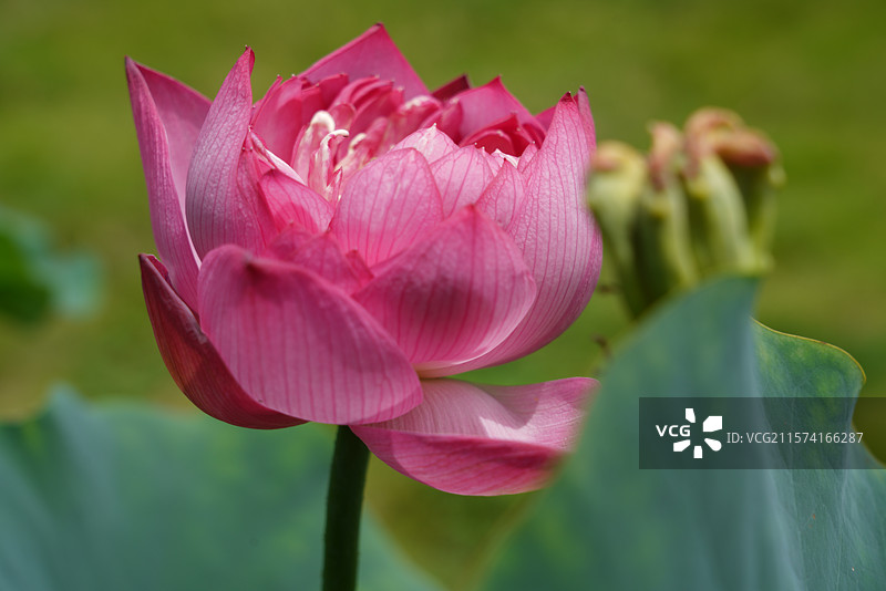 武汉东湖荷园：中国荷文化研究中心荷花图图片素材