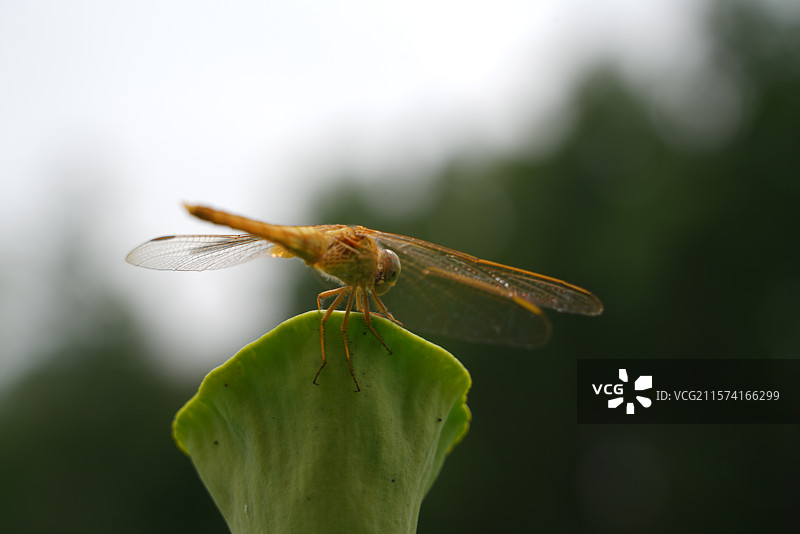 武汉东湖荷园：中国荷文化研究中心荷花图图片素材