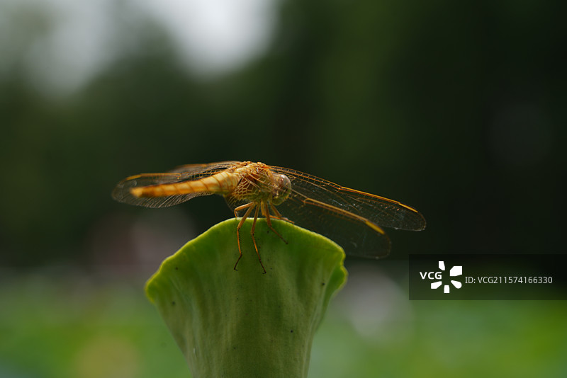 武汉东湖荷园：中国荷文化研究中心荷花图图片素材