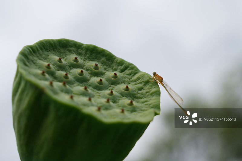 武汉东湖荷园：中国荷文化研究中心荷花图图片素材