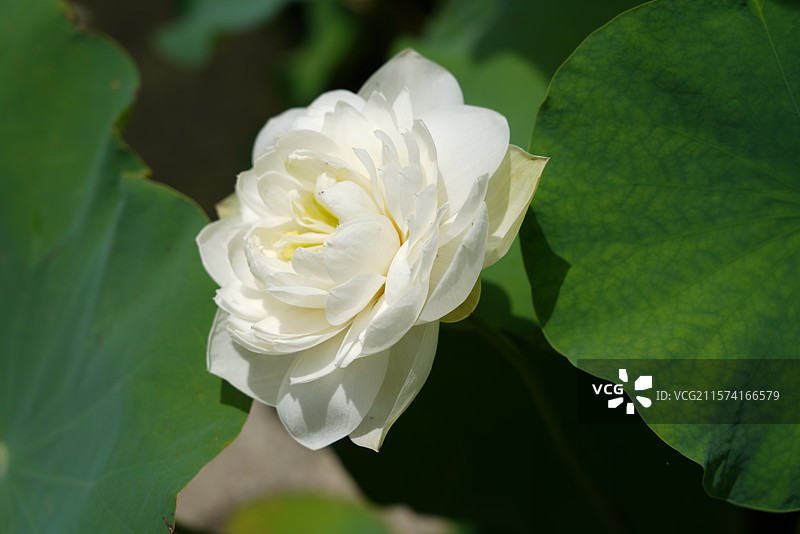 武汉东湖荷园：中国荷文化研究中心荷花图图片素材