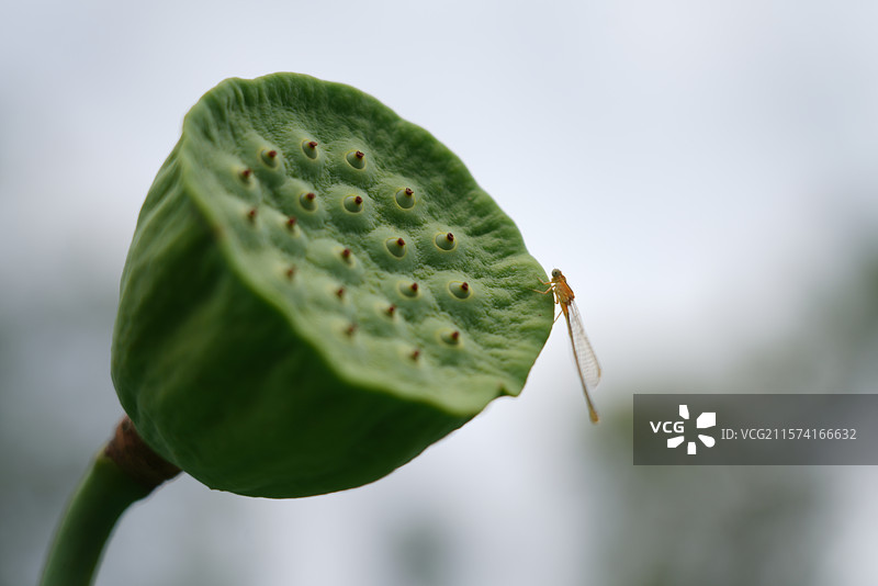武汉东湖荷园：中国荷文化研究中心荷花图图片素材