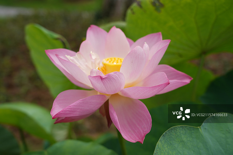 武汉东湖荷园：中国荷文化研究中心荷花图图片素材