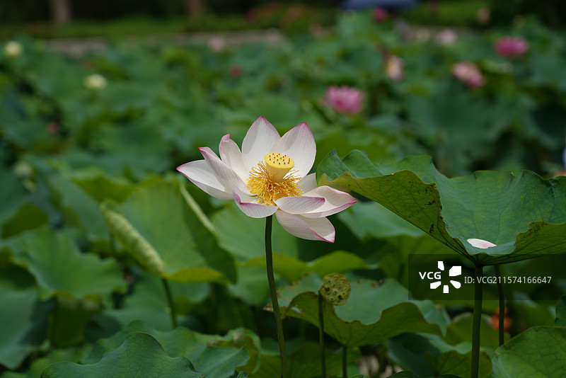 武汉东湖荷园：中国荷文化研究中心荷花图图片素材