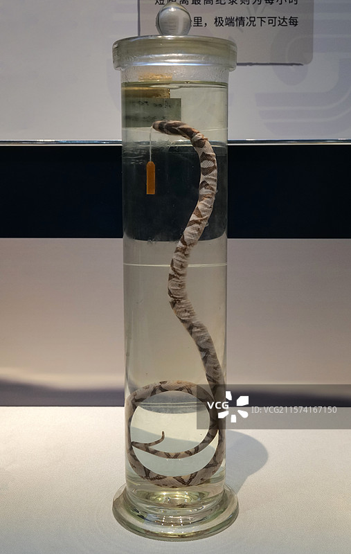 玉斑锦蛇 国家自然博物馆“灵蛇献瑞·生肖文物大联展”图片素材