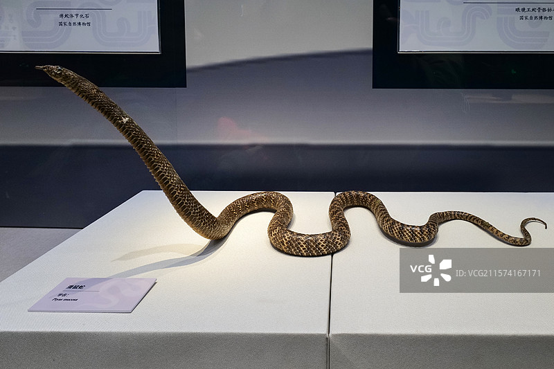 滑鼠蛇 国家自然博物馆“灵蛇献瑞·生肖文物大联展”图片素材