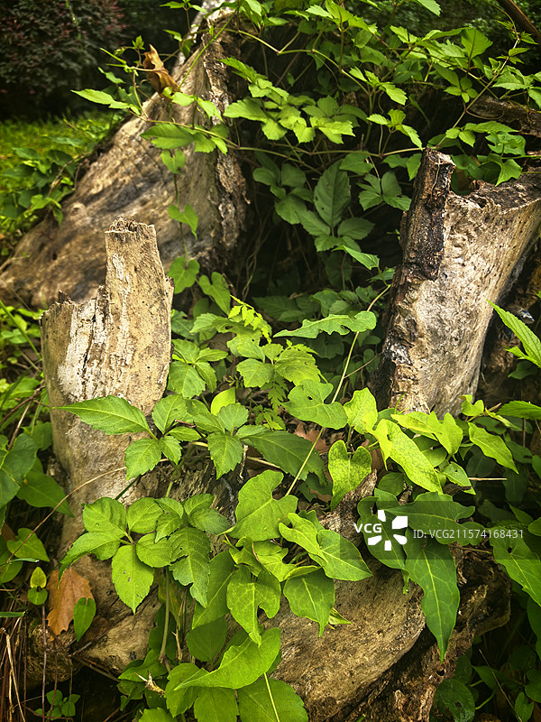 枯死的老树上的新生机图片素材