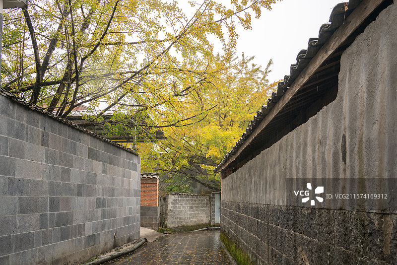 大雨中的腾冲古村银杏叶图片素材