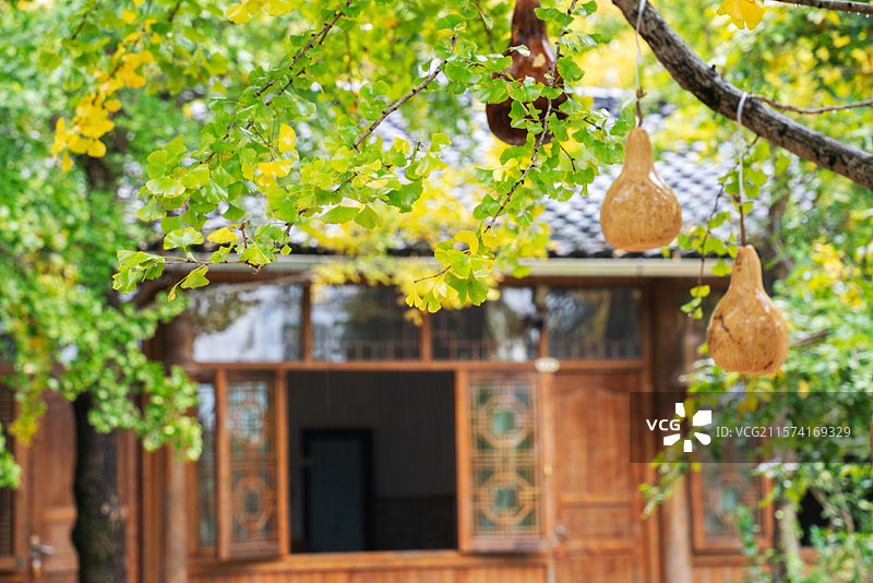 大雨中的腾冲古村银杏叶图片素材