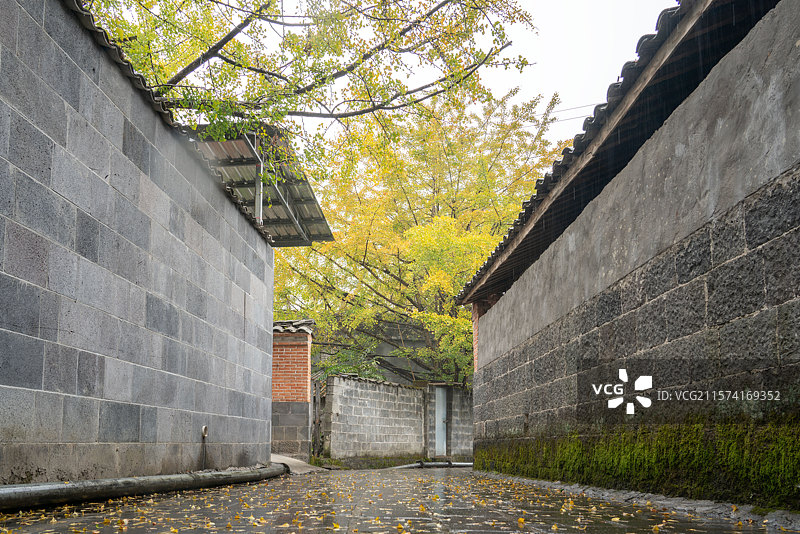 大雨中的腾冲古村银杏叶图片素材