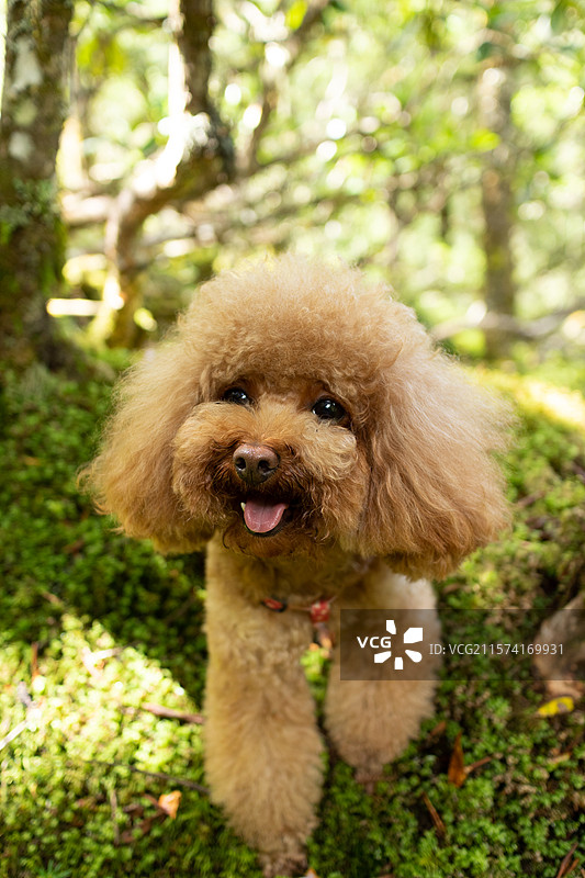 可爱泰迪小狗户外旅行，森林自然风景图片素材