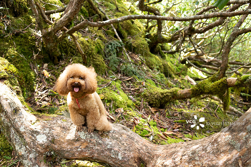 可爱泰迪小狗户外旅行，森林自然风景图片素材