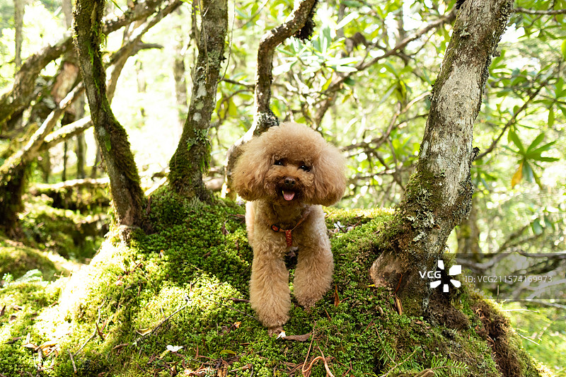 可爱泰迪小狗户外旅行，森林自然风景图片素材