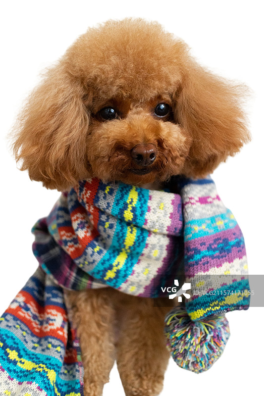 贵宾犬泰迪狗，小狗戴围巾，可爱肖像照，白色背景特写图片素材