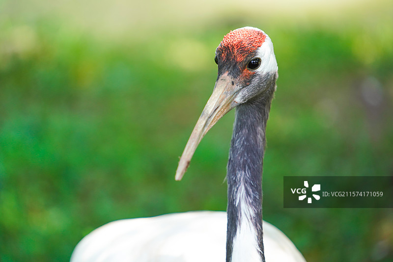 丹顶鹤图片素材