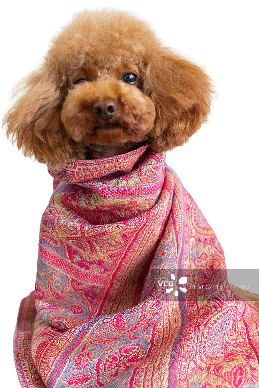 贵宾犬泰迪狗，小狗戴围巾，可爱肖像照，白色背景特写图片素材