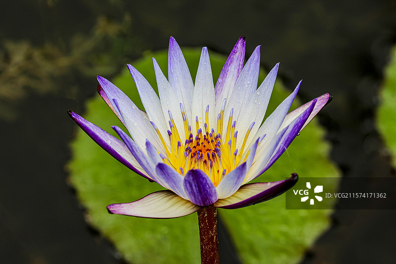 黑美人睡莲图片素材