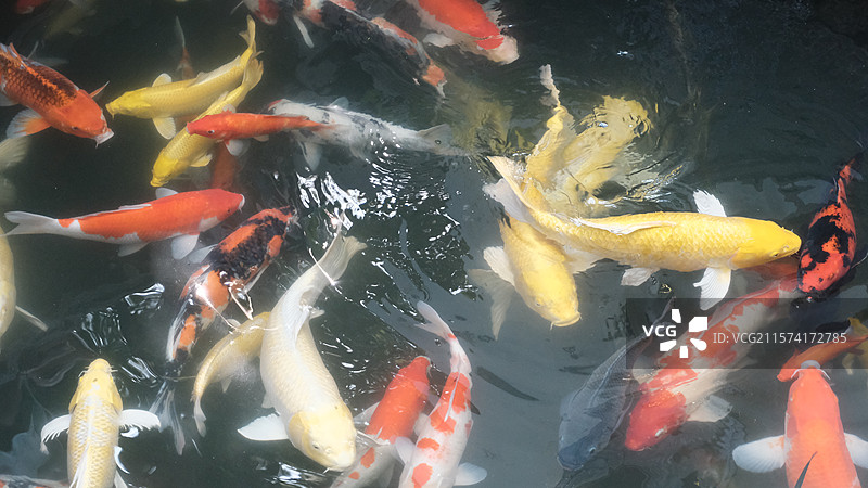 乌镇鱼群图片素材