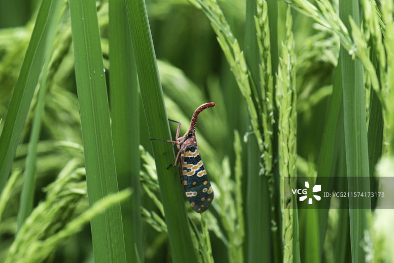 稻田里水稻中的龙眼鸡图片素材