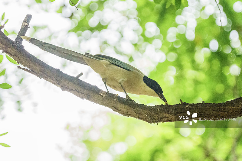灰喜鹊图片素材