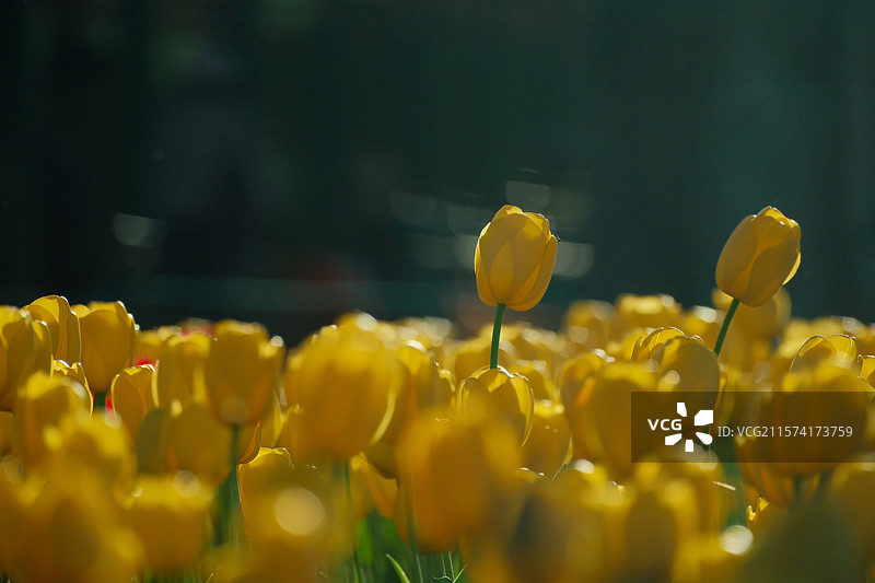 郁金香花海图片素材