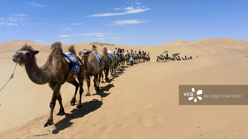 沙漠驼队图片素材