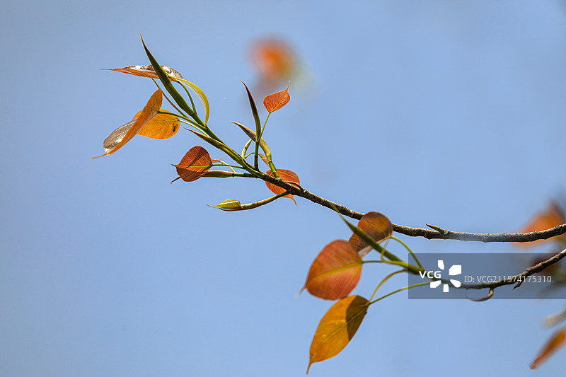 菩提树叶图片素材