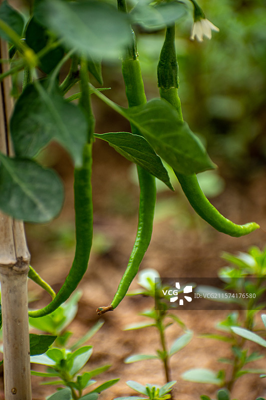 蔬菜、辣椒、二荆条、菜园、尖椒、绿色蔬菜图片素材