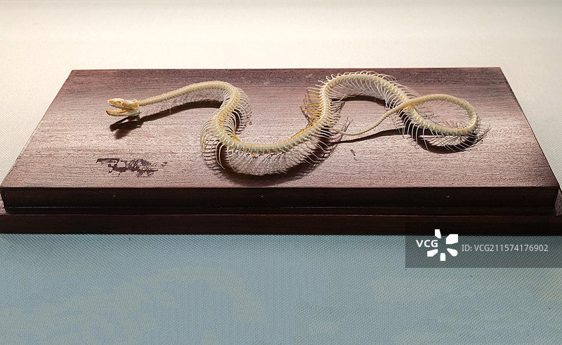 北方水蛇 国家自然博物馆“灵蛇献瑞·生肖文物大联展”图片素材