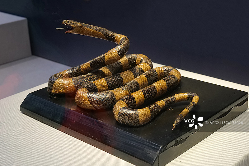 金环蛇 国家自然博物馆“灵蛇献瑞·生肖文物大联展”图片素材